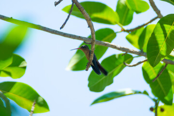 Colibrí Canelo © alfredo914