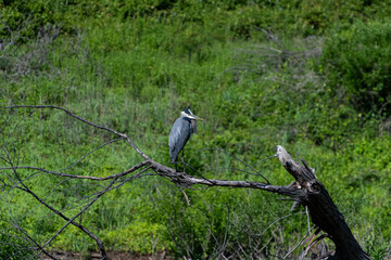 Fototapeta premium Great Blue Heron perched on dead tree