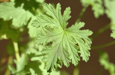 Pelargonium graveolens leaf macro close up on blurred background