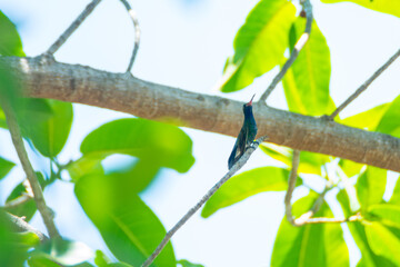 Colibrí Pico Ancho © alfredo914