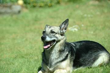 junger Schäferhund Mischling