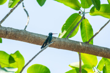 Colibrí Pico Ancho © alfredo914