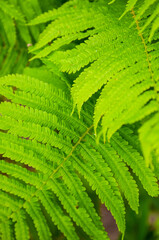 Bright and colorful fern leaves close-up in the forest. Green leaves in the garden. Beautiful background.