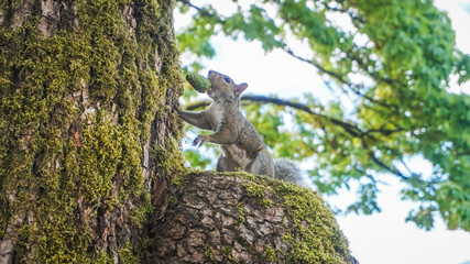 Squirrel with pine cone