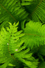 Green, succulent fern leaves growing in a rural garden. Natural background as a texture.