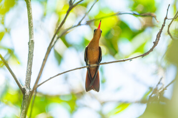 Colibrí Canelo