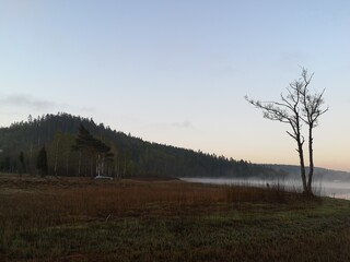 Lonely tree