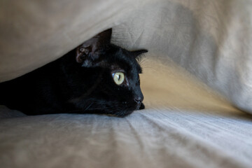 Black domestic Cat with green eyes in bed