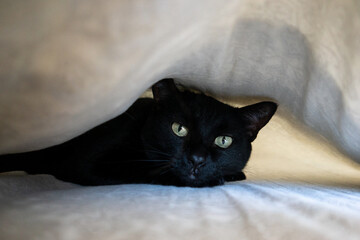 Black domestic Cat with green eyes in bed