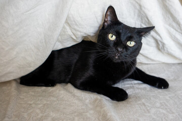Black domestic Cat with green eyes in bed
