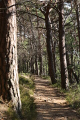 Path way palatine forrest germany big pine trees perfect holiday location for hiking