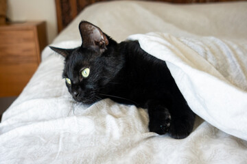 Black domestic Cat with green eyes in bed