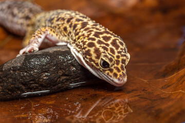 close up leopard gecko