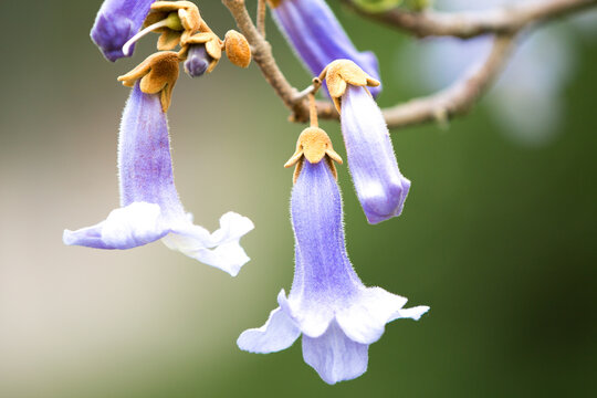 Princess Tree or Empress Tree (in german Blauglockenbaum also Kaiserbaum) Paulownia tomentosa