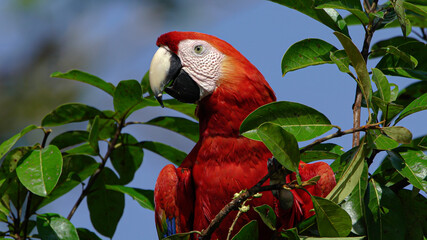 scarlet macaw at rainforest chiapas mexico