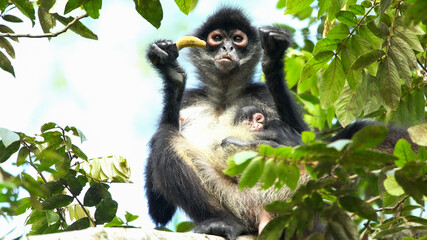 spider monkey whit baby