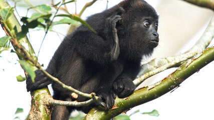 howler monkey at chiapas mexico