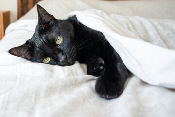 Black domestic Cat with green eyes in bed