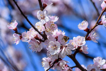 A bee enjoying the nectar on a flower apricot tree.