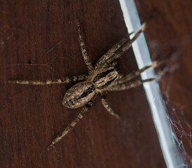 Hogna radiata