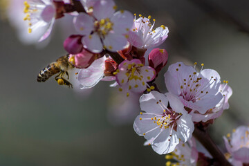 A bee enjoying the nectar on a flower apricot tree.