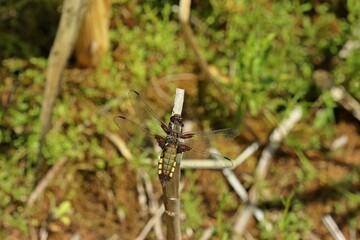 Junger weiblicher Plattbauch (Libellula depressa).