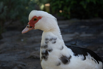 Pato doméstico