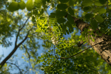 Acacia flower in the nature