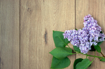 Lilac branch on beautiful wooden table. Concept. Beautiful background, copy space.