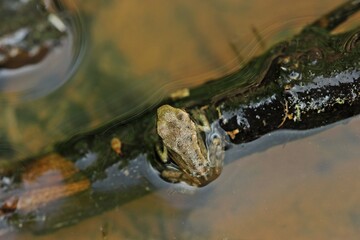 Junger Grasfrosch (Rana temporaria) direkt nach der Metamorphose
