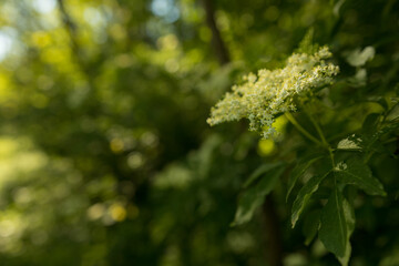 Sambucus flower in the spring season