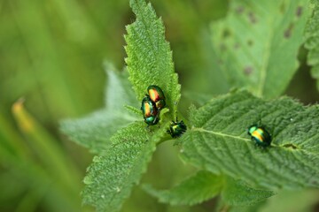 Paarung des Pr&auml;chtigen Blattk&auml;fers (Chrysolina fastuosa) an Hohlzahn.