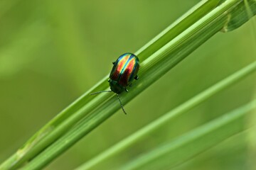 Prächtiger Blattkäfer (Chrysolina fastuosa).