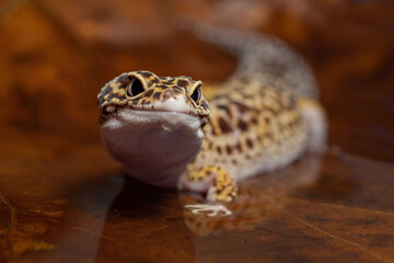 close up leopard gecko