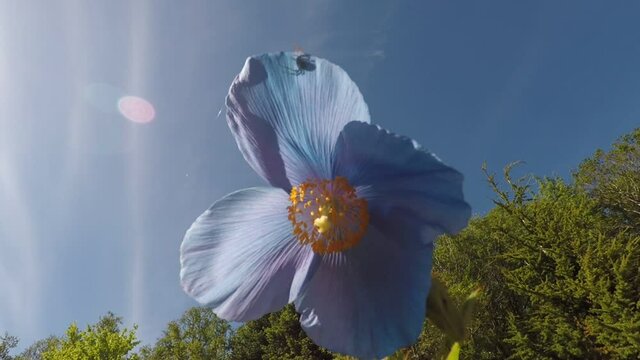 blue bellflower on clear sky background in summer