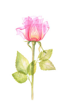 Pink transparent rose, x-ray of the rose flower, delicate flower Bud, petals and pistils, hand-drawn watercolor spring flowers, Botanical drawing of the flower structure isolated on a white background