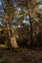 arboles del bosque en otoño con rayos de luz al atardecer