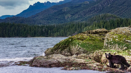 black bear at the ocean in front of mountains