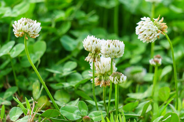  white clover flowers on green color bokeh background	