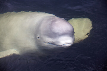 Friendly beluga whale up close