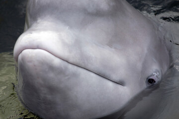 Friendly beluga whale up close