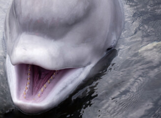 Obraz premium Friendly beluga whale up close