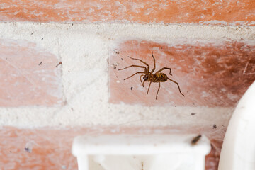 domestic or house spider, tegenaria domestica, inside the porch of a cottage, on her web