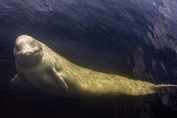 Friendly beluga whale up close