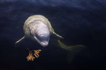 Friendly beluga whale up close © highkey