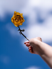 Rosa amarilla seca con el cielo de fondo sujetada por una persona