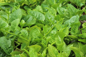 malabar spinach in the field