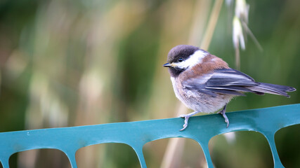 A Chestnut-backed chickadee perched on a plastic landscaping fence in Golden Gate Park.  Dry summer grasses in the background.