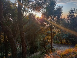 sunrise in the woods