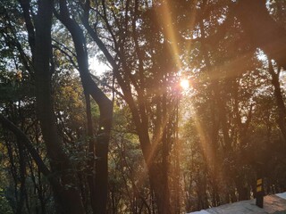 sun shining through the trees